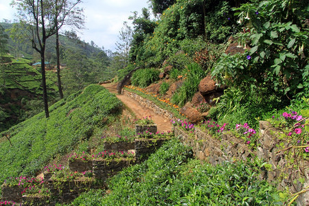 斯里兰卡NuwaraEliya附近鲜花和茶叶种植园图片