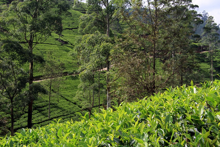 斯里兰卡NuwaraEliya附近有树木的茶叶种植园图片