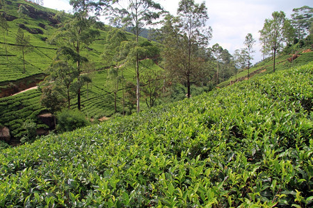 斯里兰卡NuwaraEliya附近有树木的茶叶种植园图片