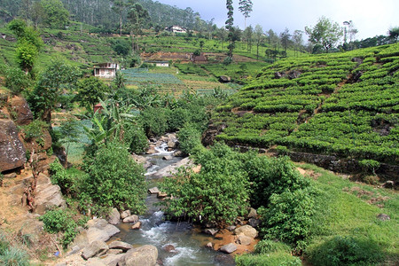 斯里兰卡NuwaraEliya附近河流和茶叶种植图片