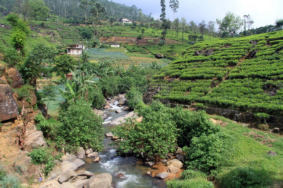 斯里兰卡NuwaraEliya附近河流和茶叶种植图片