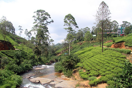 斯里兰卡NuwaraEliya附近的茶叶种植园和工厂图片