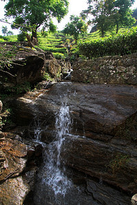 斯里兰卡努瓦拉埃利亚附近的瀑布和茶叶种植园图片