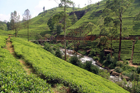 斯里兰卡NuwaraEliya附近有河的茶叶种植园图片