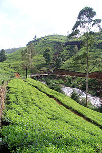 斯里兰卡NuwaraEliya附近的茶叶种植园和河流图片