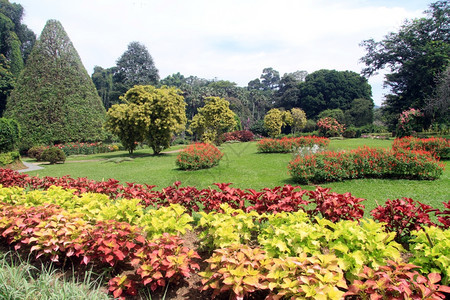 布什和斯里兰卡佩拉迪尼亚皇家植物园的树木图片