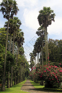斯里兰卡Peradeniya植物园的棕榈小巷和人行道图片