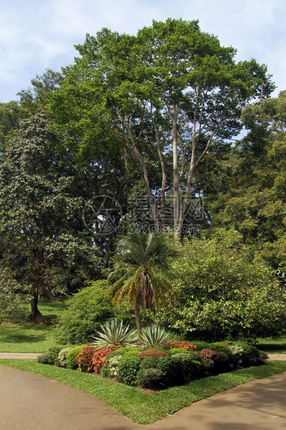 斯里兰卡Peradeniya的皇家植物园中靠近人行道的树木图片