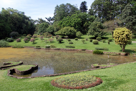 斯里兰卡Peradeniya的皇家植物园林和树木图片