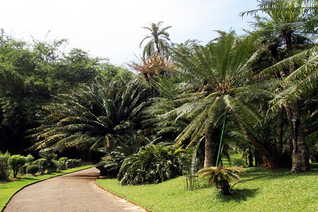 斯里兰卡Peradeniya皇家植物园棕榈树干道图片