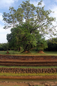 斯里兰卡Sigiriya岩石附近的庄园和树木废墟图片