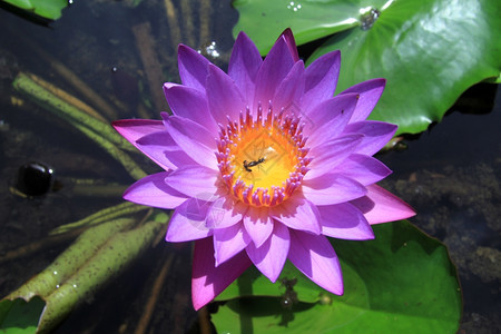 蓝莲花中的蚂蚁在水面上图片