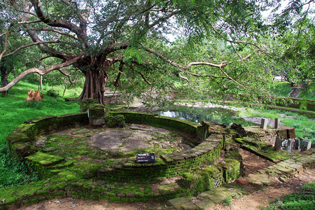 斯里兰卡波隆纳鲁瓦的尼桑卡马拉皇家浴场图片