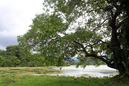 斯里兰卡湖附近的大绿树图片