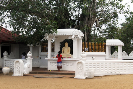 斯里兰卡唐德拉修道院佛祖的圣博迪树图片