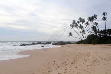 斯里兰卡安巴戈达沙滩上的棕榈树图片