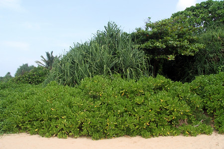 斯里兰卡本托塔海滩上的绿树图片