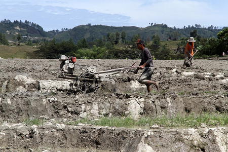 人们在肮脏的稻田工作印度尼西亚图片