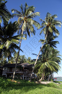 印度尼西亚斯PantaiSorak海滩棕榈树下建筑图片