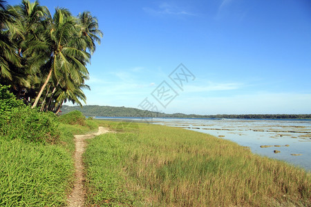 印度尼西亚斯棕榈树种植园附近的足迹图片