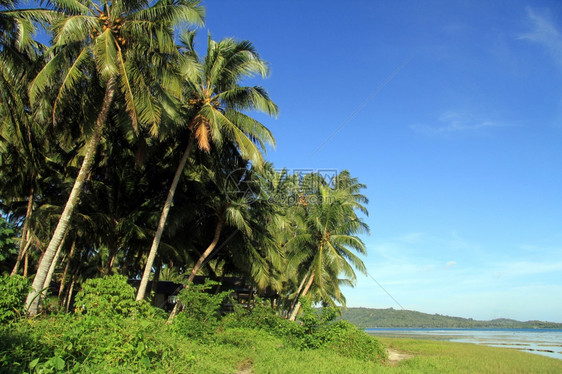 印度尼西亚斯PantaiSorak海滩棕榈树种植园图片