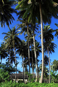 印度尼西亚斯PantaiSorak海滩附近的棕榈树种植园图片