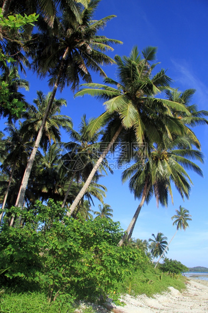 印度尼西亚斯PantaiSorak海滩棕榈树种植园图片