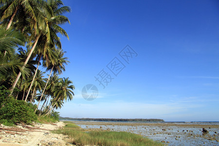 印度尼西亚斯PantaiSorak海滩棕榈树种植园附近的足迹图片