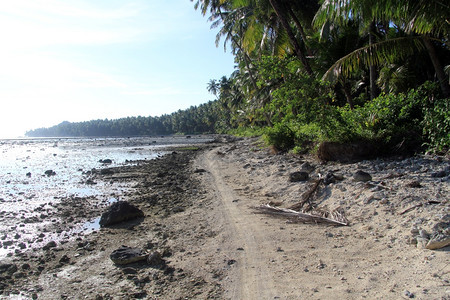 印度尼西亚斯PantaiSorak海滩棕榈树种植园附近的足迹图片