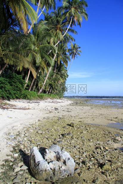 印度尼西亚斯PantaiSorak海滩棕榈树附近山脚上的岩石图片