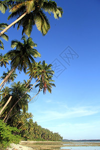 印度尼西亚斯PantaiSorak海滩棕榈树图片