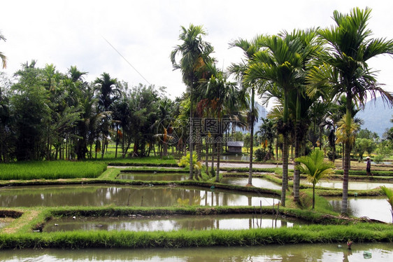 印度尼西亚LaleManinjau附近的棕榈树稻田上水图片