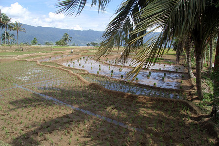 印度尼西亚Maninjau湖附近的稻田棕榈树阴影图片