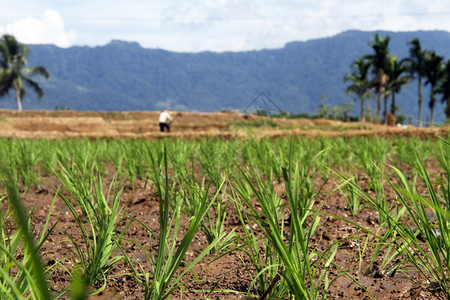 印度尼西亚新的绿色水稻种植厂和实地工人图片