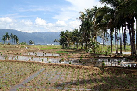 印多尼西亚Maninjau湖附近的棕榈树和稻田图片