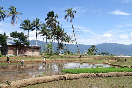 印度尼西亚Maninjau湖附近的稻田工人图片