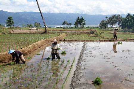 印度尼西亚Maninjau湖附近田间有新绿稻种植的工人图片