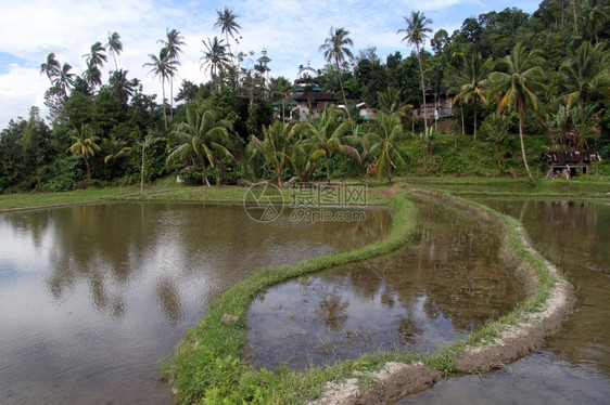 印度尼西亚棕榈树附近的稻田图片