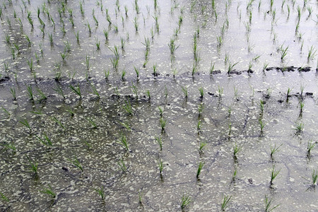 水上富含一排稻田的泡沫图片