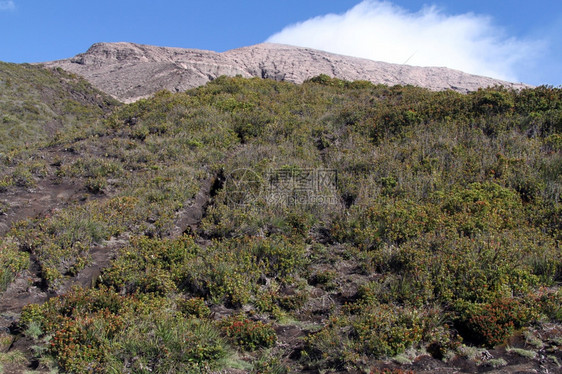 印度尼西亚Kerinci火山坡上的灌木丛图片