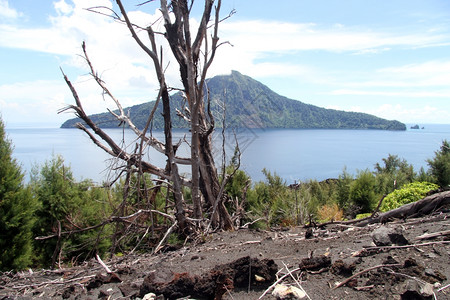 印度尼西亚克拉卡托火山坡上的死树图片