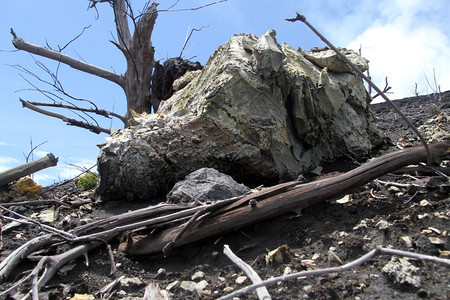 印度尼西亚克拉卡托火山斜坡上干枯树附近的岩石图片