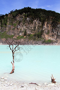 印度尼西亚万隆附近的KawahPutih火山口湖中的树图片