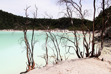 印度尼西亚万隆附近的KawahPutih旱树和彩色湖图片