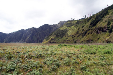 印度尼西亚Bromo火山附近卡尔德拉的绿草图片