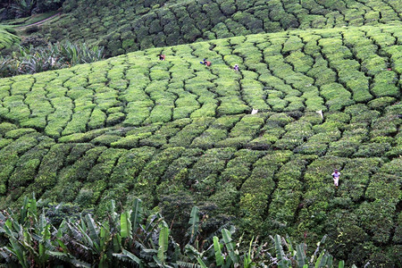 马来西亚卡梅伦高地茶叶种植园工人图片