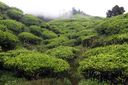 马来西亚卡梅伦高地的云和茶叶种植园图片