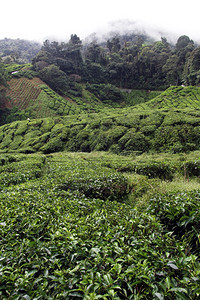 马来西亚卡梅伦高地绿茶种植园图片