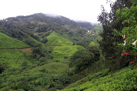 马来西亚卡梅罗姆高原的茶叶种植园图片