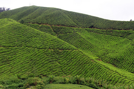 马来西亚山上的茶叶种植园图片
